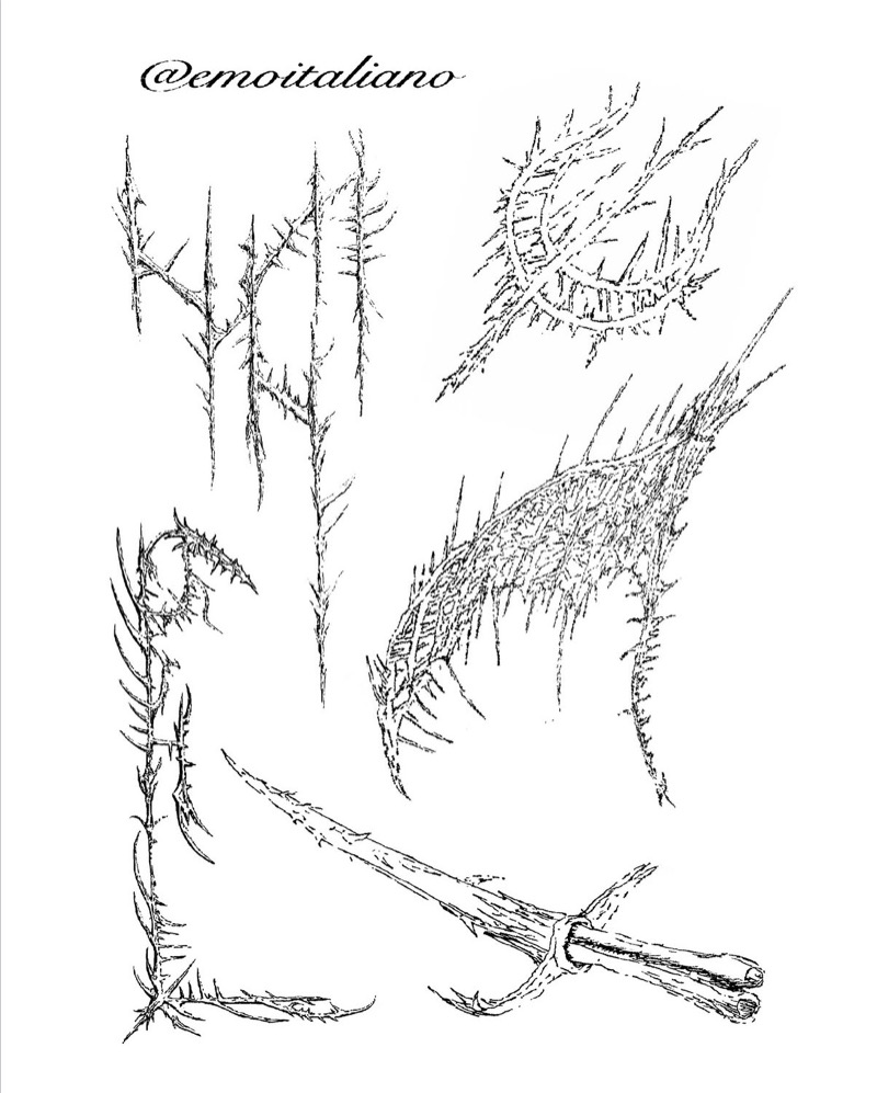 Flash sheet: thorny fine-line designs in black: thorned branches, a thorned corner frame, a ring of thorns, a spiky wing-like arc, and a sword wrapped in thorns